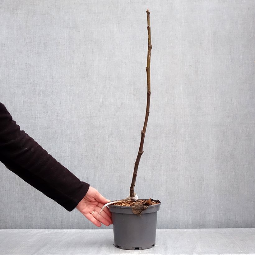 Exemplar von Feige Violette de Sollies - Ficus carica Topf mit 3L/4L, Strauch/Busch, mehrstämmig wie im Winter geliefert