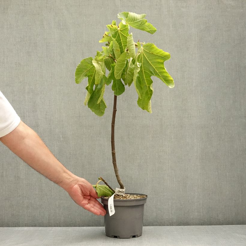 Exemplar von Feige Violette de Sollies - Ficus carica Topf mit 3L/4L, Strauch/Busch, mehrstämmig wie im Frühjahr geliefert