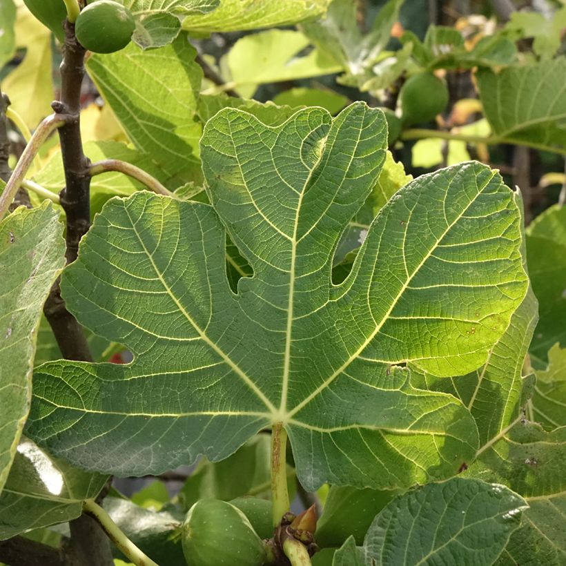 Feige Violette de Sollies - Ficus carica (Laub)