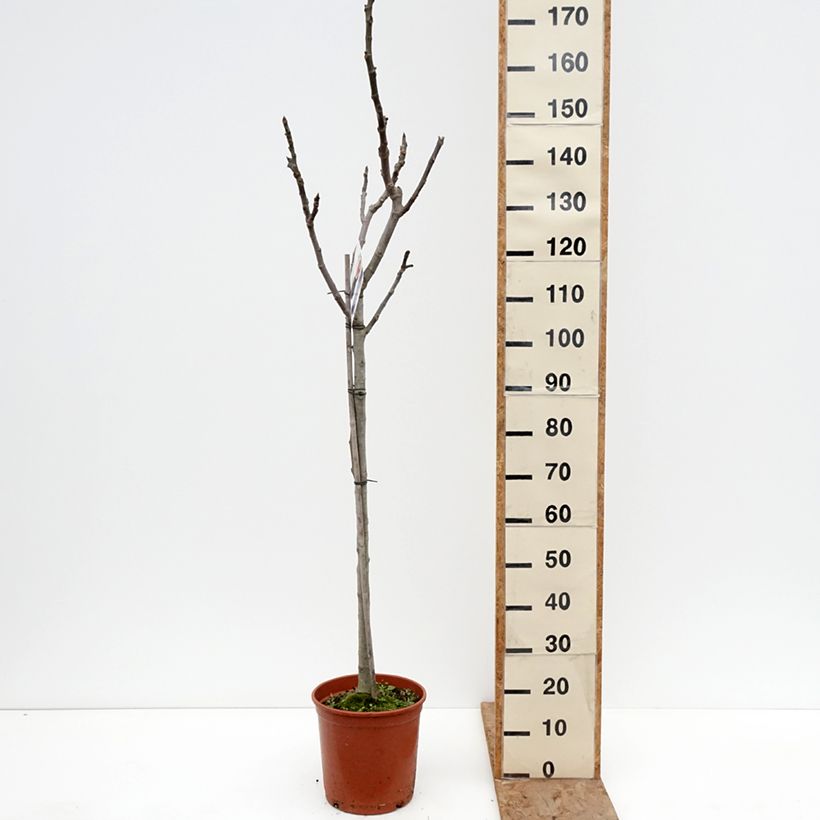 Exemplar von Feige Violette de Sollies - Ficus carica Topf mit 7,5L/10L, Halbstamm wie im Winter geliefert