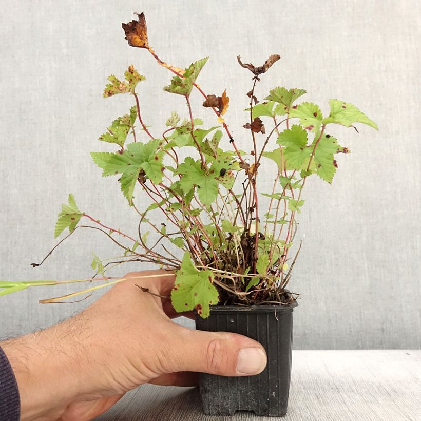 Exemplar von Mädesüß Kahome - Filipendula Kleine Töpfe von 8/9 cm wie im Herbst geliefert