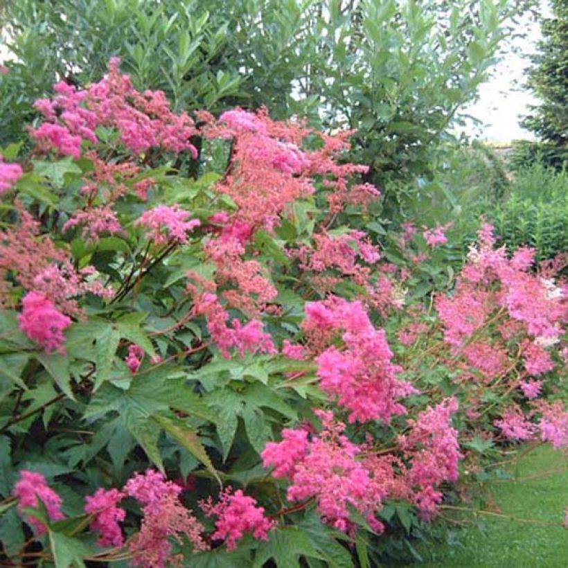 Rotblühendes Mädesüß - Filipendula purpurea (Wuchs)