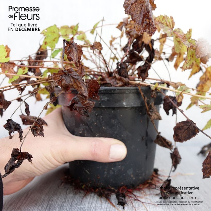 Exemplar von Echtes Mädesüß - Filipendula ulmaria Topf mit 2L/3L wie im Herbst geliefert