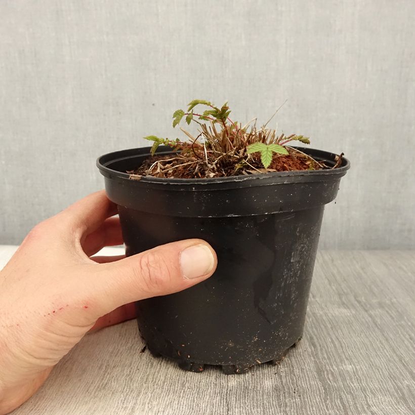 Example of Echtes Mädesüß - Filipendula ulmaria Topf mit 2L/3L as you get in printemps