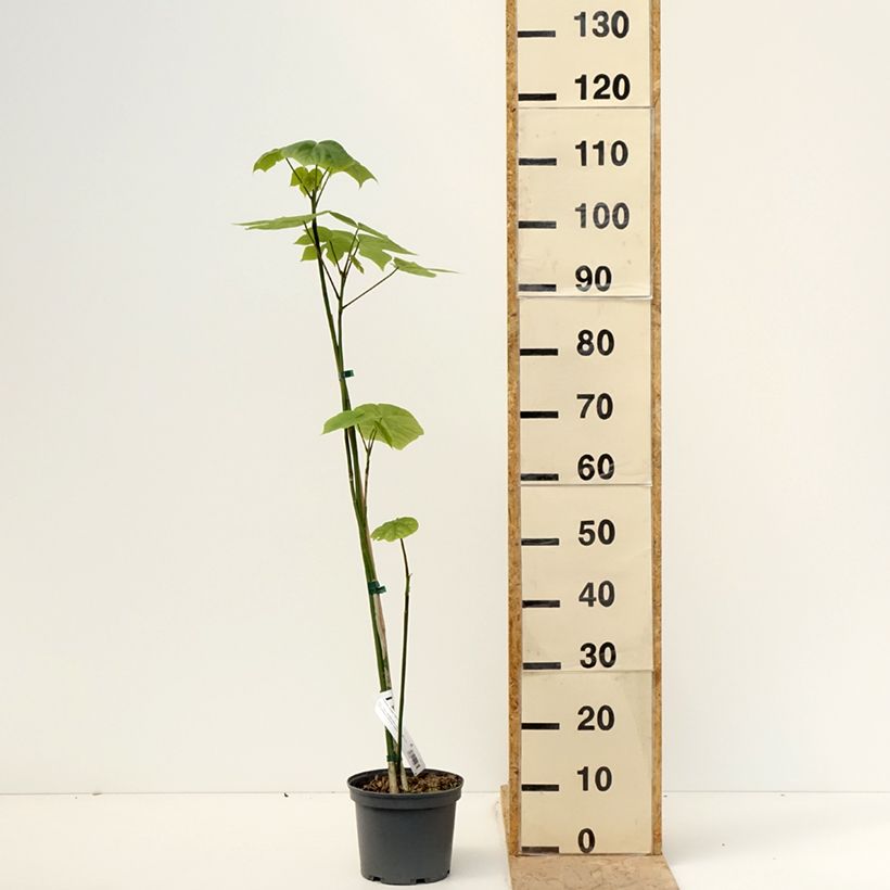 Example of Firmiana simplex - Sonnenschirmbaum Topf mit 3L/4L as you get in printemps
