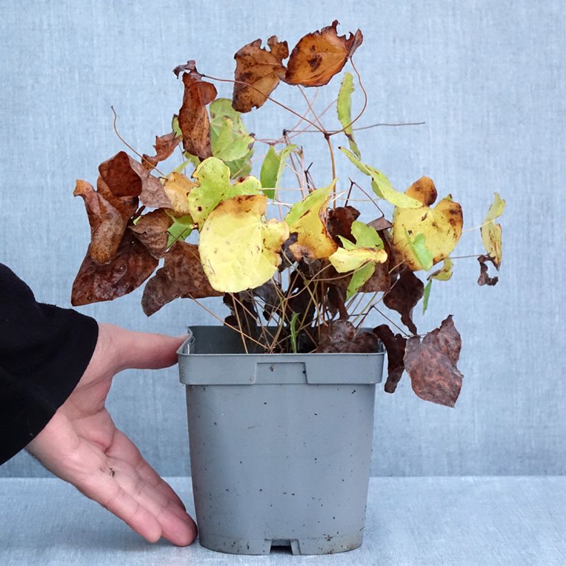 Exemplar von Epimedium pubigerum Orangekönigin - Flaumige Elfenblume Topf mit 2L/3L wie im Herbst geliefert