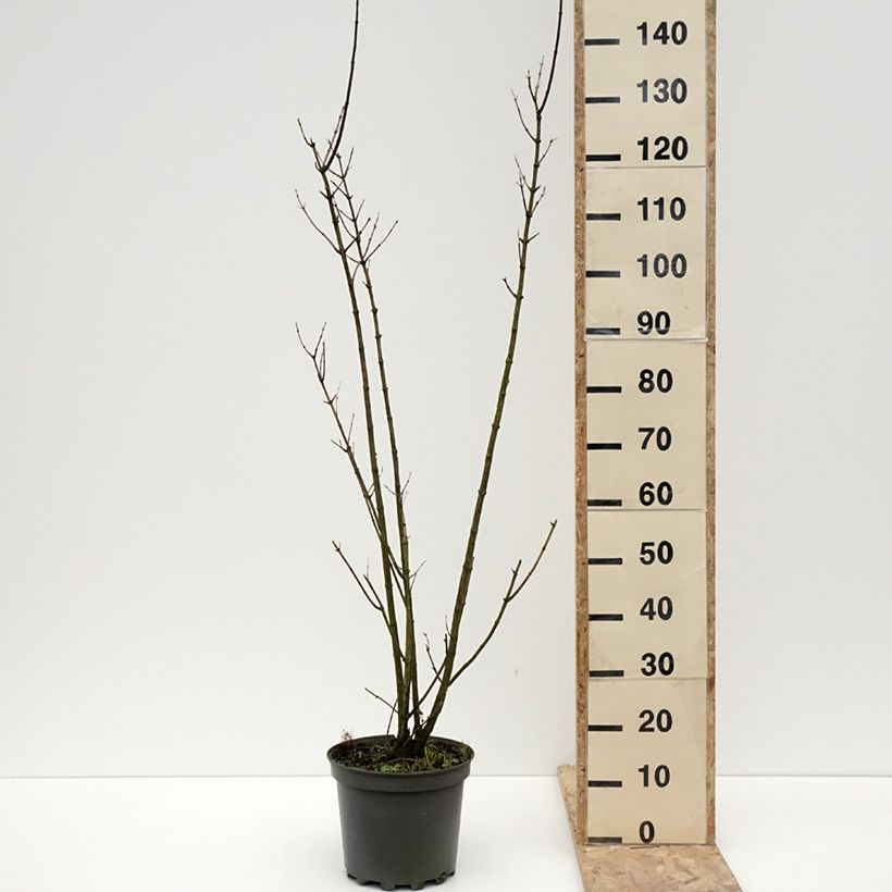 Example of Abeliophyllum distichum - Schneeforsythie Topf mit 4L/5L as you get in hiver