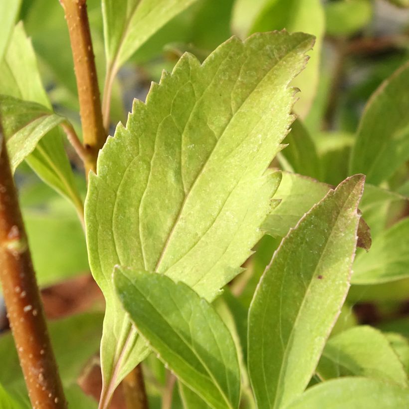 Forsythia intermedia Era - Mimosa de Paris panaché (Laub)