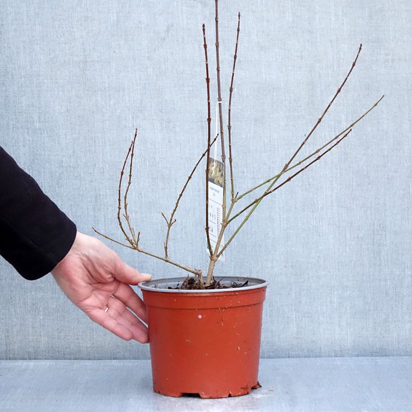 Exemplar von Forsythia intermedia Era - Mimosa de Paris panaché Topf mit 3L/4L wie im Winter geliefert