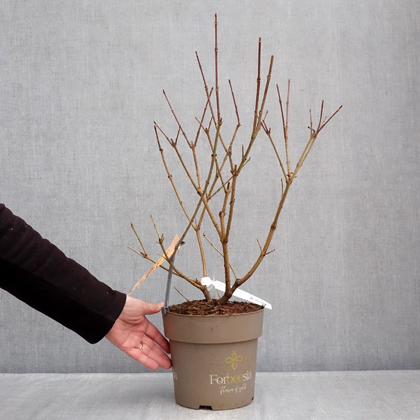 Example of Goldglöckchen Forbeesia - Forsythie Topf mit 4L/5L as you get in hiver