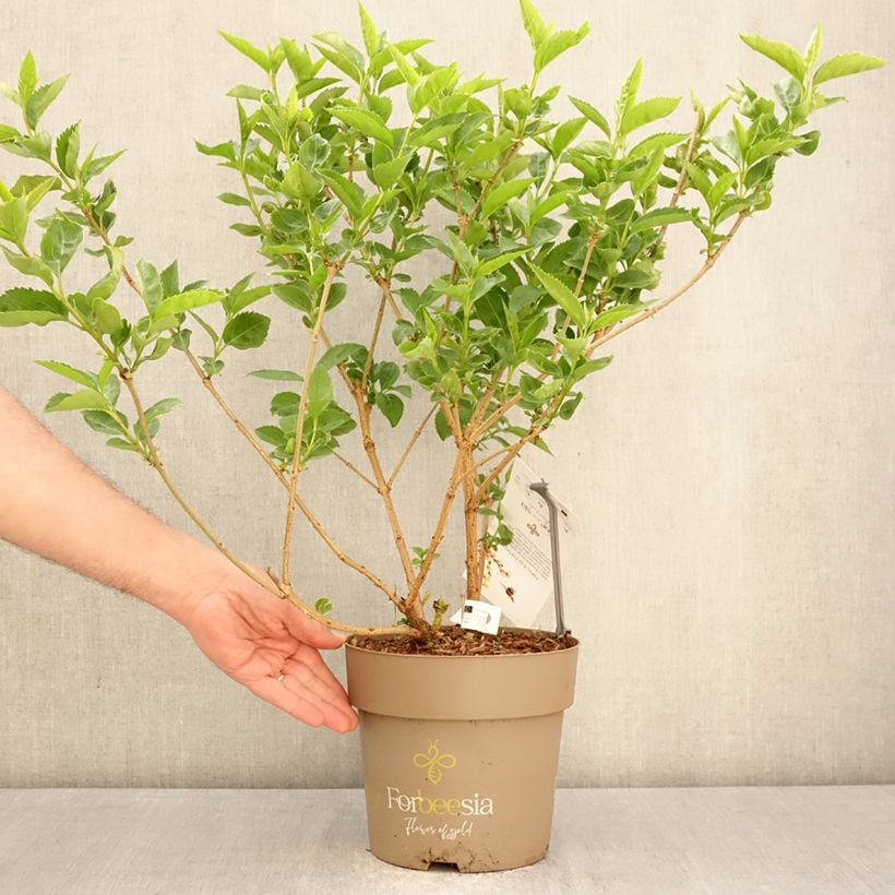 Exemplar von Goldglöckchen Forbeesia - Forsythie Topf mit 4L/5L wie im Frühjahr geliefert