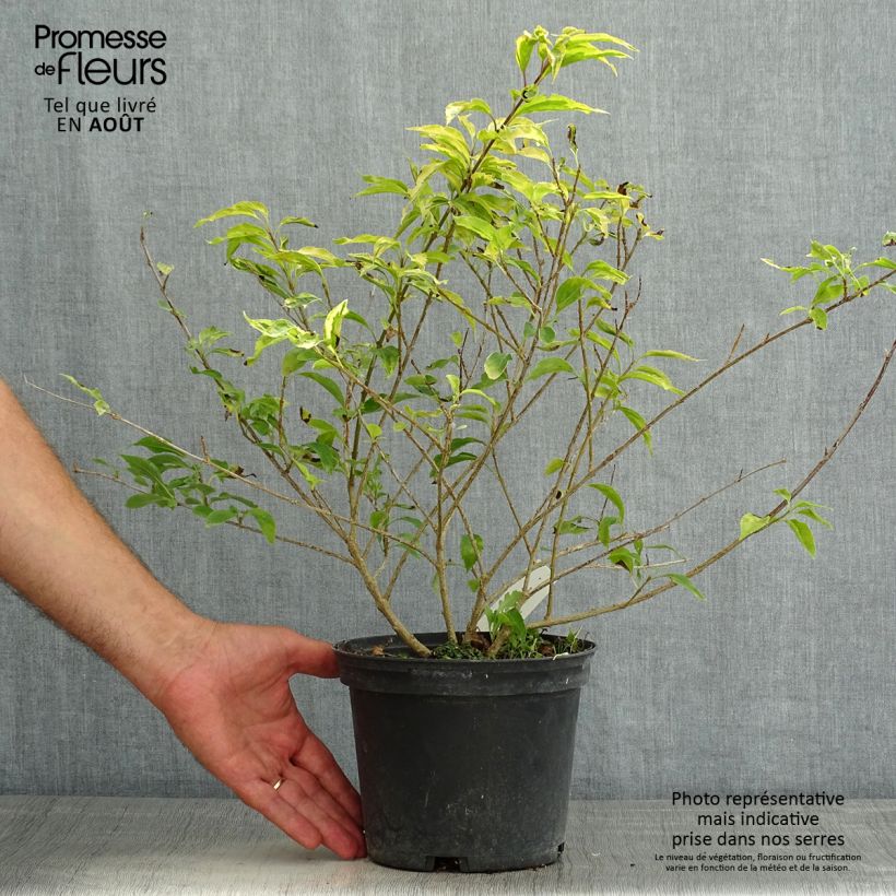 Exemplar von Goldglöckchen Golden Times - Forsythie Topf mit 3L/4L wie im Sommer geliefert