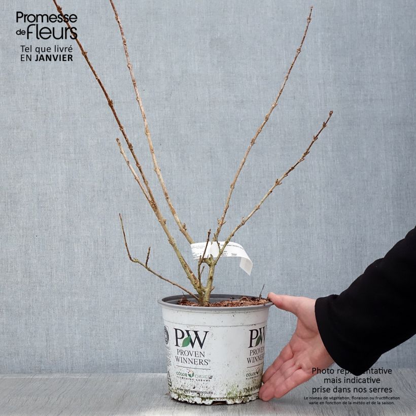 Exemplar von Forsythia koreana Flying Machine - Forsythia de Corée Pot de 3L/4L wie im Winter geliefert