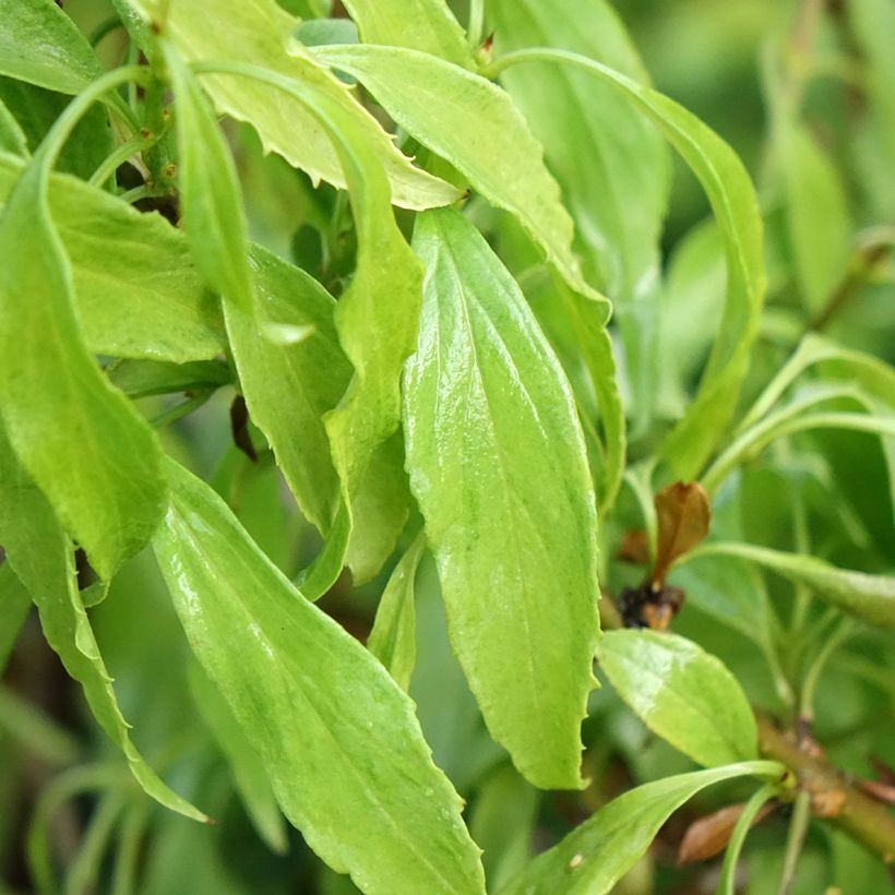 Goldglöckchen Marée d'Or - Forsythie (Foliage)
