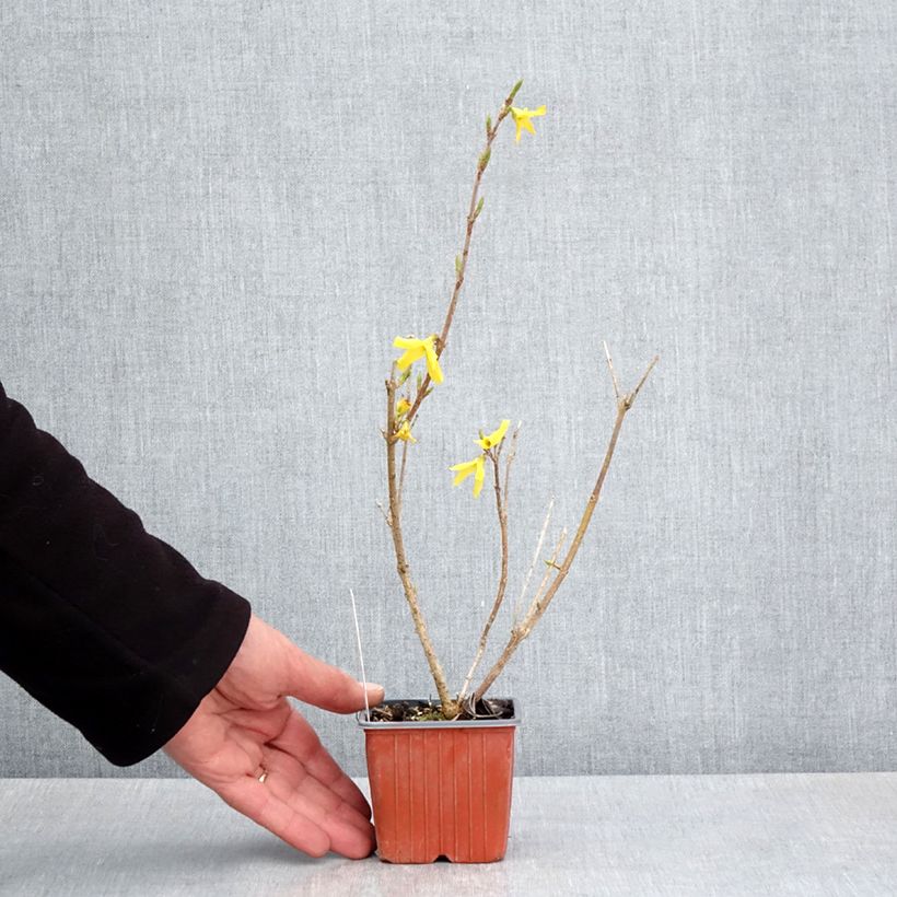 Example of Goldglöckchen Goldzauber - Forsythie Kleine Töpfe von 8/9 cm as you get in printemps