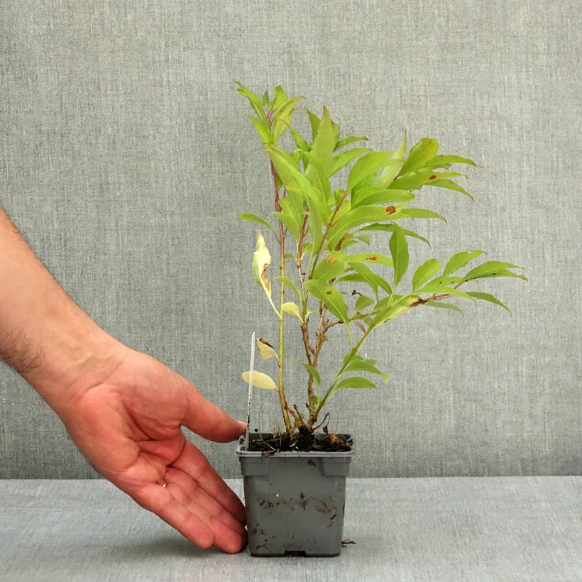 Exemplar von Goldglöckchen Lynwood - Forsythie Kleine Töpfe von 8/9 cm wie im Frühjahr geliefert