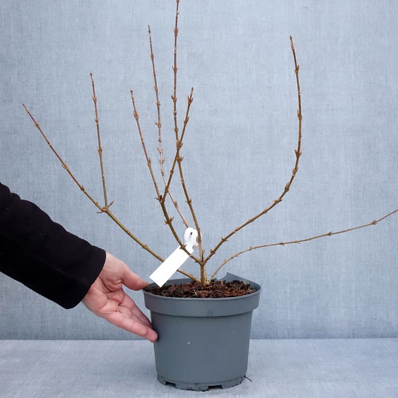 Exemplar von Forsythia x intermedia Variegata - Mimosa de Paris panaché Pot de 3L/4L wie im Winter geliefert