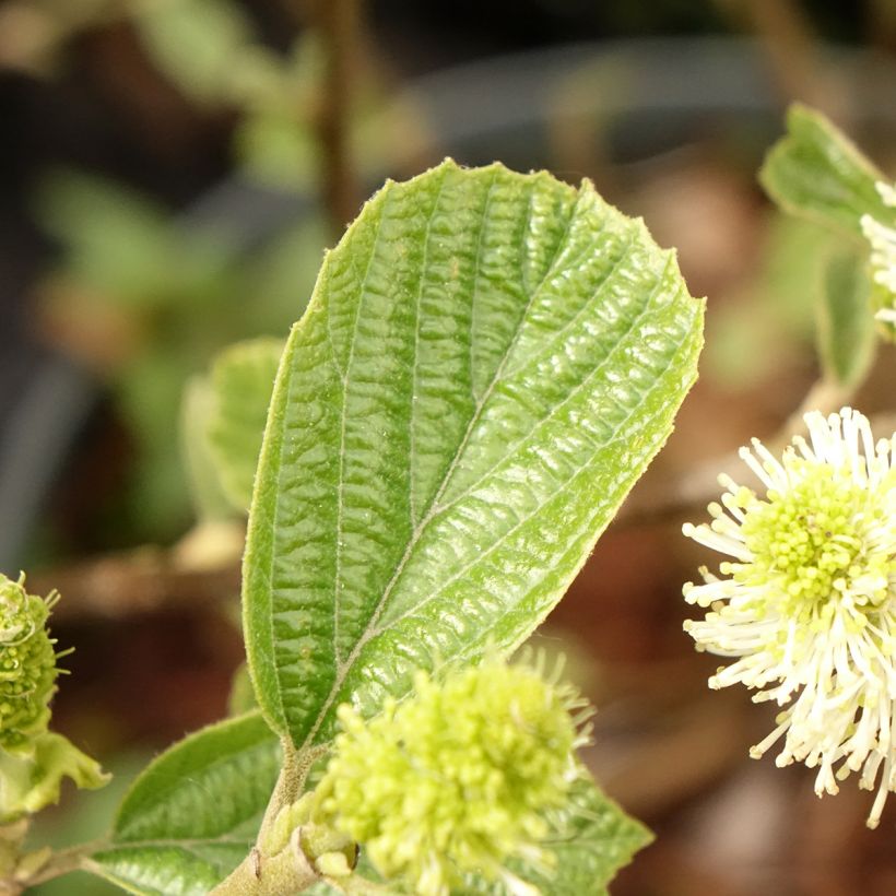 Federbuschstrauch Suzanne - Fothergilla gardenii (Laub)