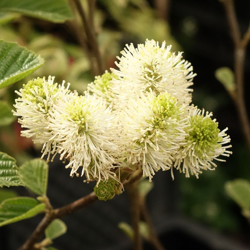 Federbuschstrauch Suzanne - Fothergilla gardenii (Blüte)