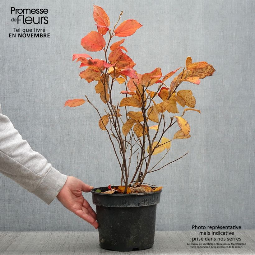 Exemplar von Fothergilla gardenii Suzanne Pot de 4L/5L wie im Herbst geliefert