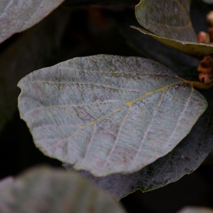 Federbuschstrauch Blue Shadow - Fothergilla intermedia (Foliage)