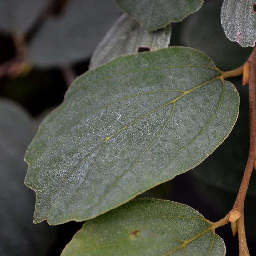 Federbuschstrauch - Fothergilla major (Foliage)