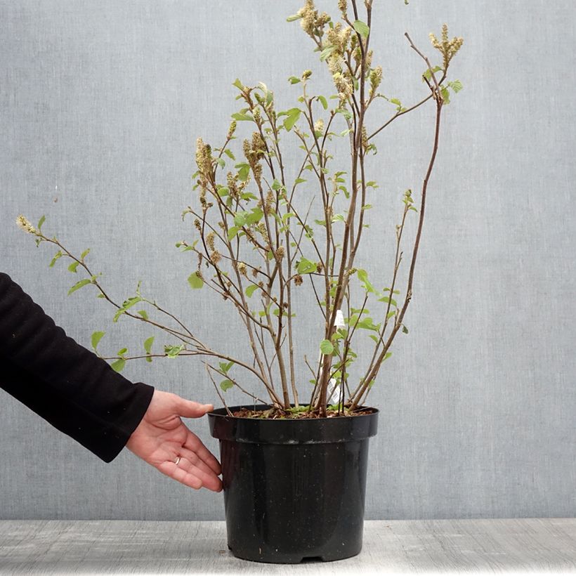 Example of Federbuschstrauch - Fothergilla major Topf mit 7,5L/10L as you get in printemps