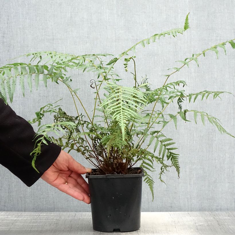 Example of Dicksonia antarctica - Australischer Baumfarn Topf mit 2L/3L as you get in printemps