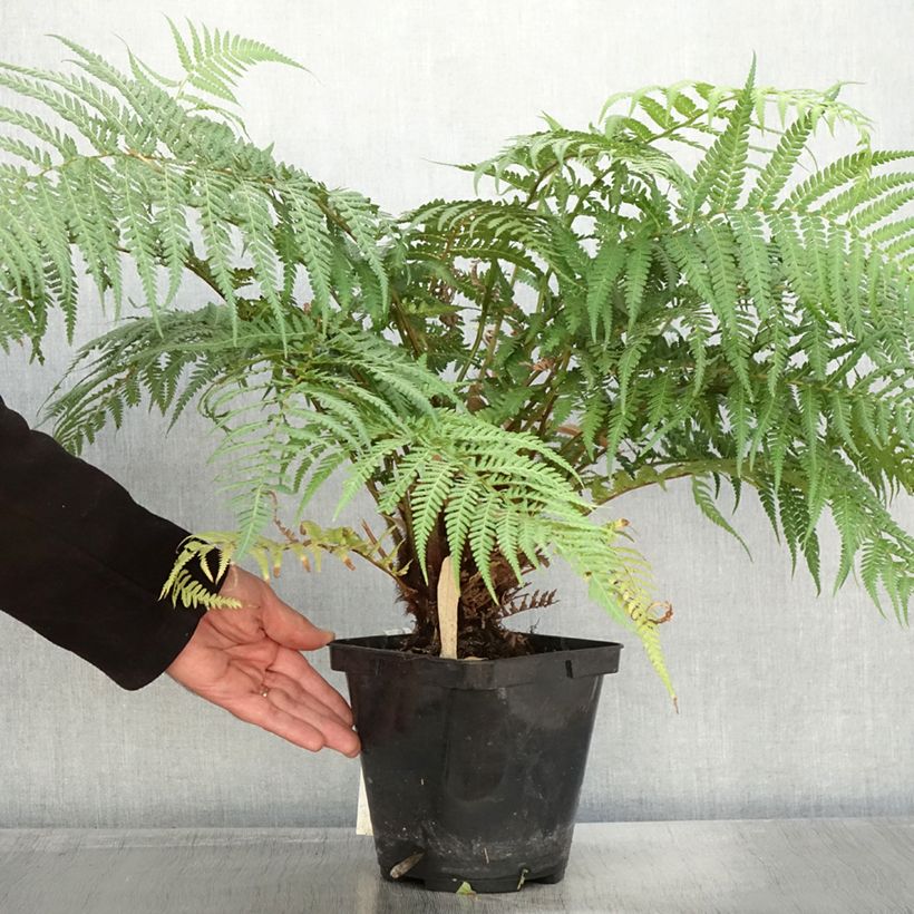 Exemplar von Dicksonia fibrosa - Goldener Baumfarn Topf mit 3L/4L wie im Herbst geliefert