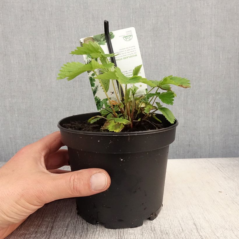 Example of Fragaria alpina Yellow Wonder - Bergerdbeere Topf mit 1,5L/2L as you get in printemps