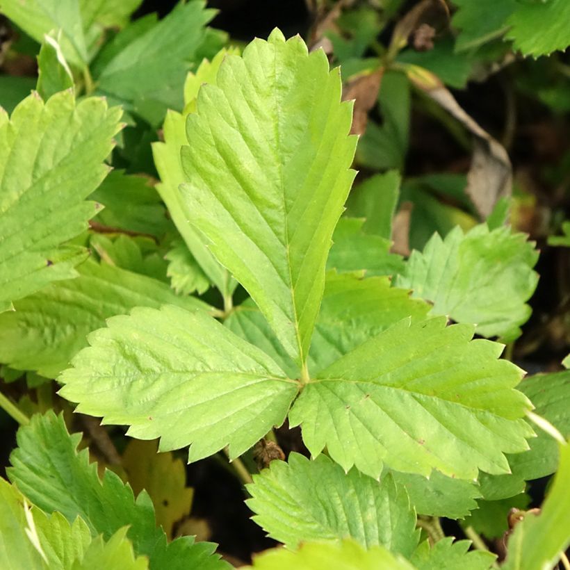 Fragaria alpina Yellow Wonder - Bergerdbeere (Foliage)