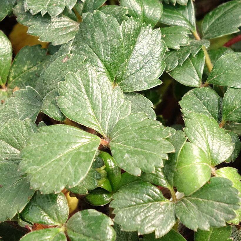 Fragaria chiloensis - Chile-Erdbeere (Laub)