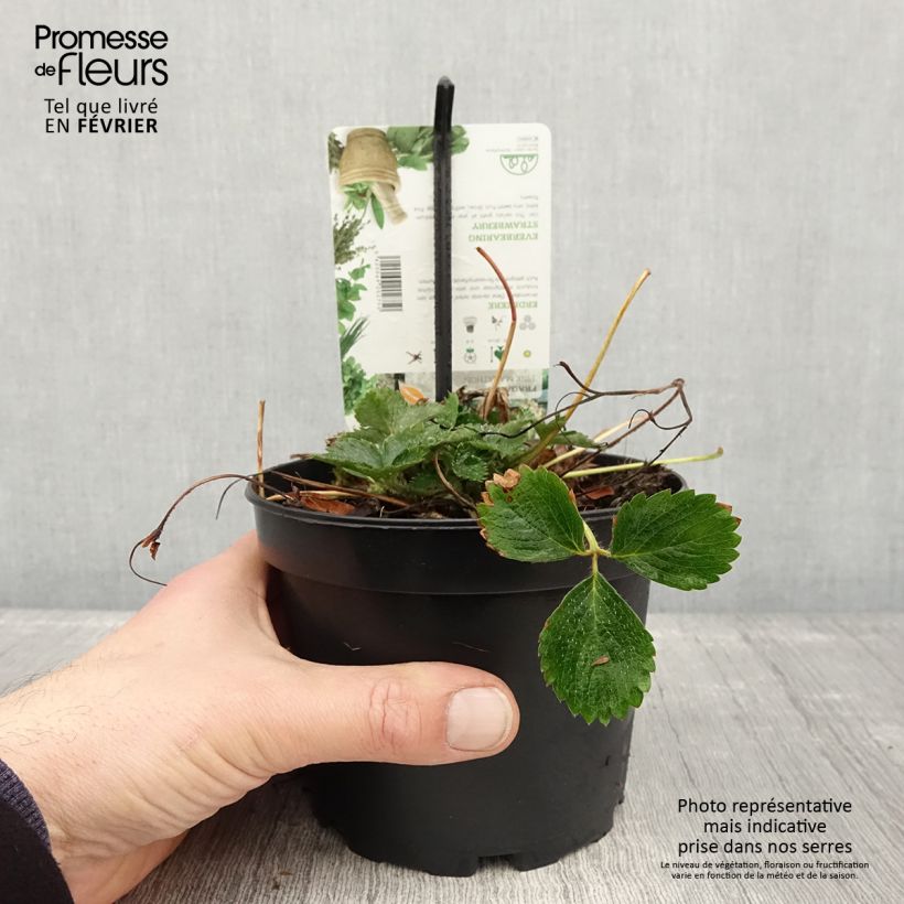 Exemplar von Fragaria Pink Marathon (remontant) - Fraise des bois Pot de 1,5L/2L wie im Winter geliefert