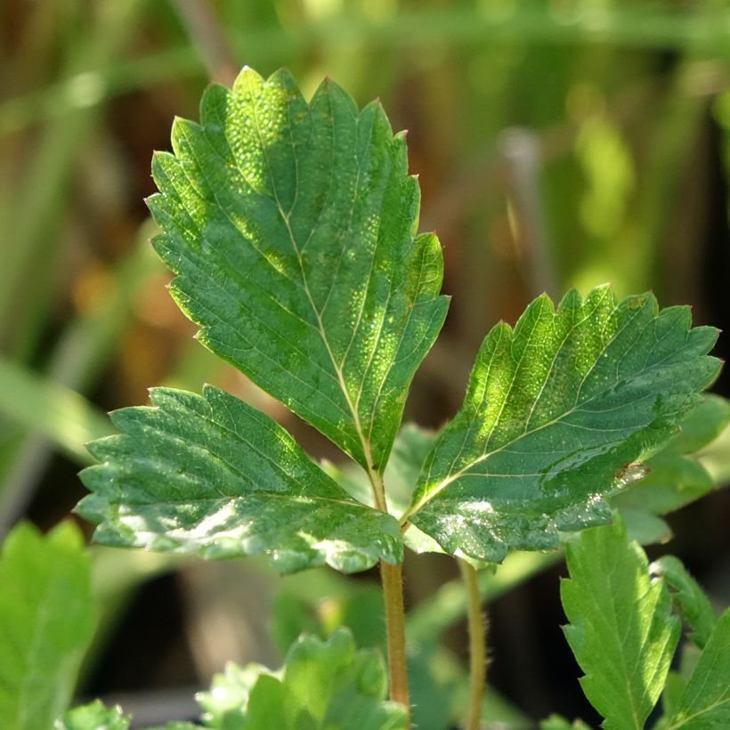 Fragaria vesca - Wald-Erdbeere (Foliage)