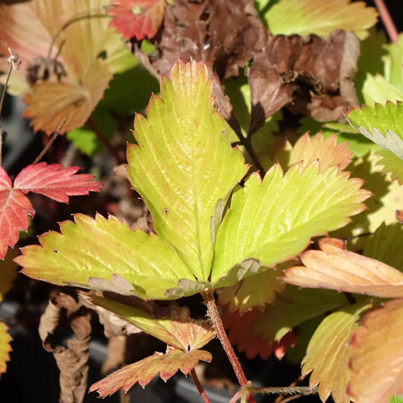 Erdbeer Rügen (Foliage)