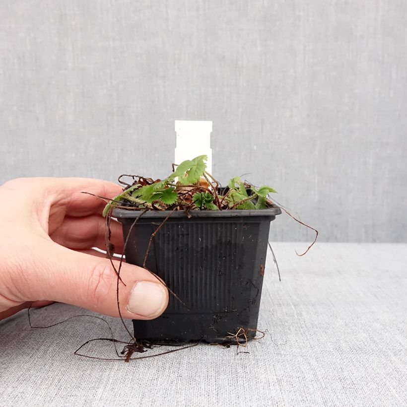 Exemplar von Fragaria vesca Rugen - Fraisier des bois Godet de 8/9 cm wie im Winter geliefert