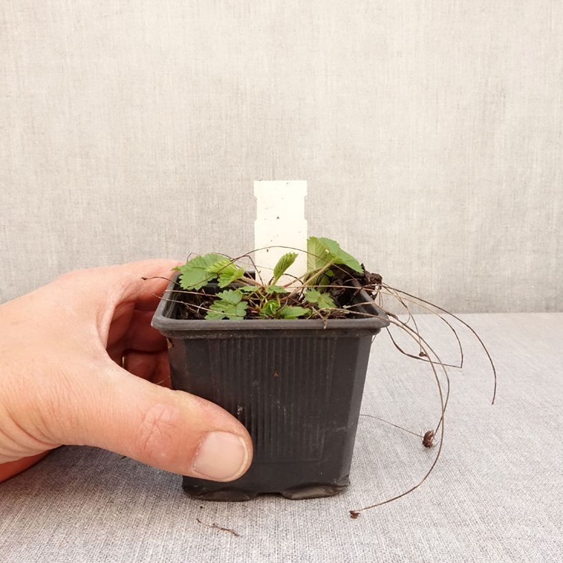 Example of Erdbeer Rügen Kleine Töpfe von 8/9 cm as you get in printemps