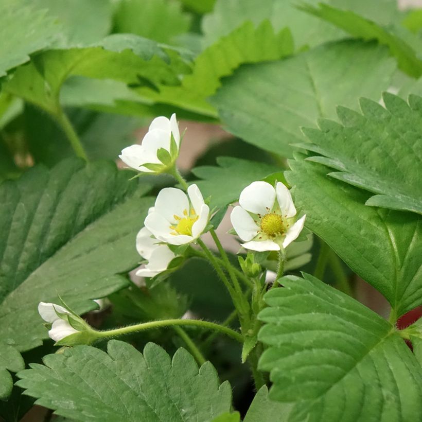 Erdbeere Anaïs (Blüte)