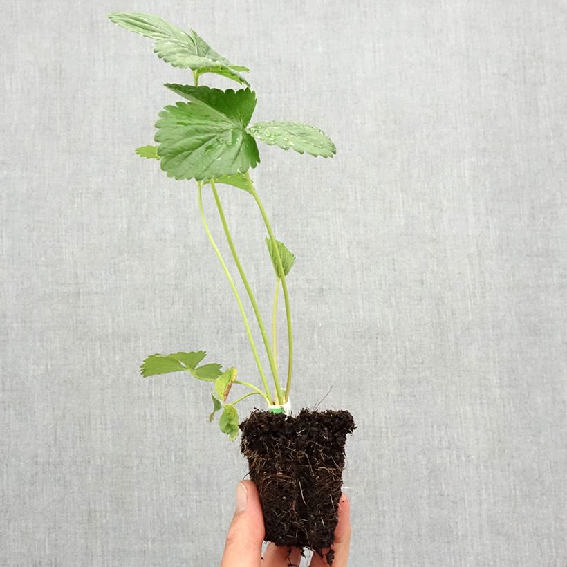 Exemplar von Erdbeere Annabelle Plug 5 cm x 7 cm wie im Herbst geliefert