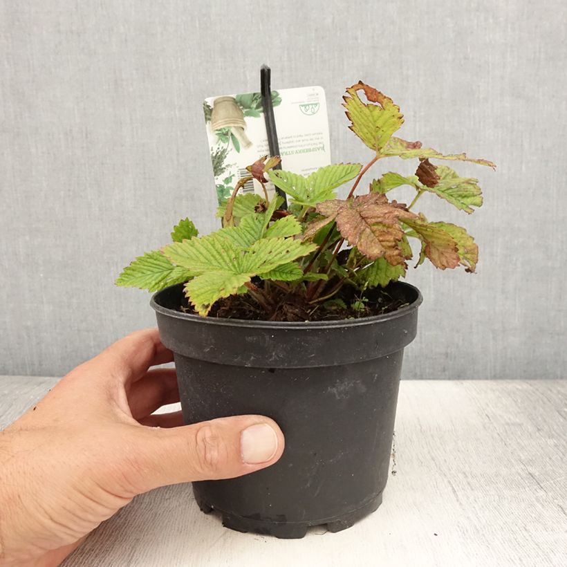 Exemplar von Moschus-Erdbeere Topf mit 1,5L/2L wie im Sommer geliefert