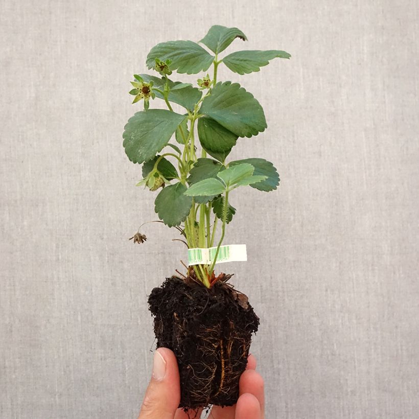 Exemplar von Erdbeere Cijosée Bio Plug 5 cm x 7 cm wie im Herbst geliefert