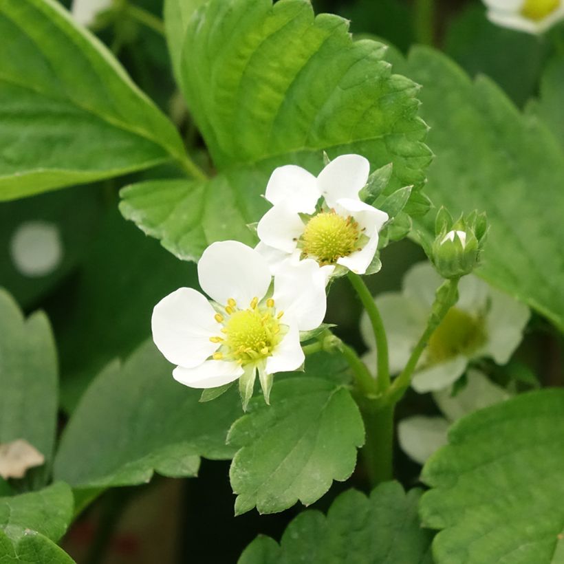 Erdbeere Cijosée (Blüte)
