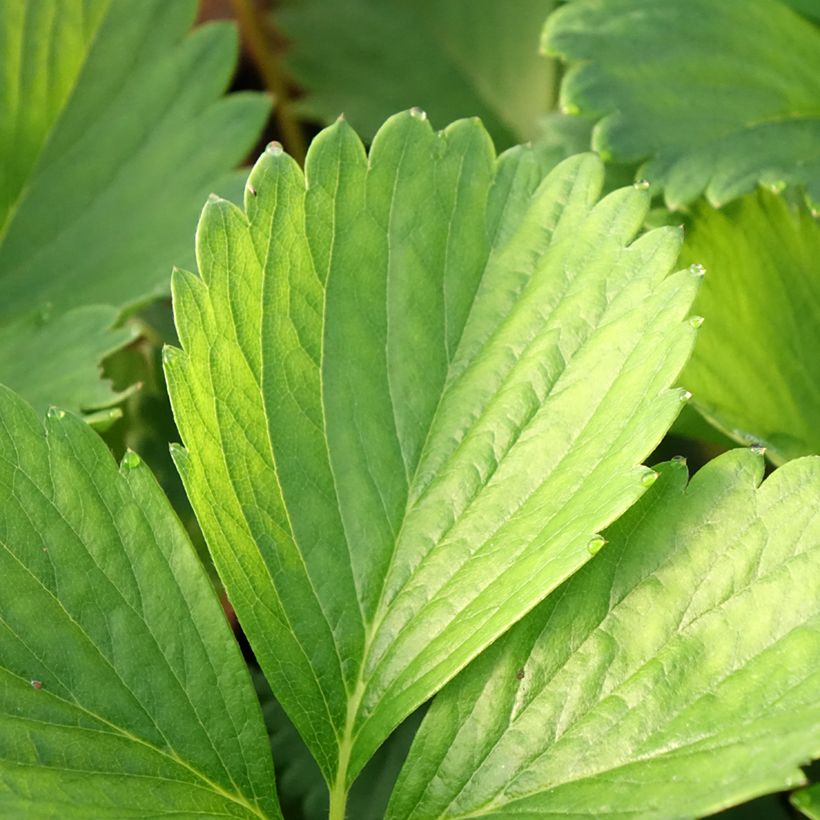 Erdbeere Cirafine (Foliage)