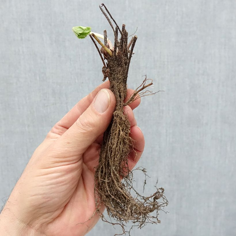 Example of Erdbeere Cirano Wurzelnackt as you get in hiver