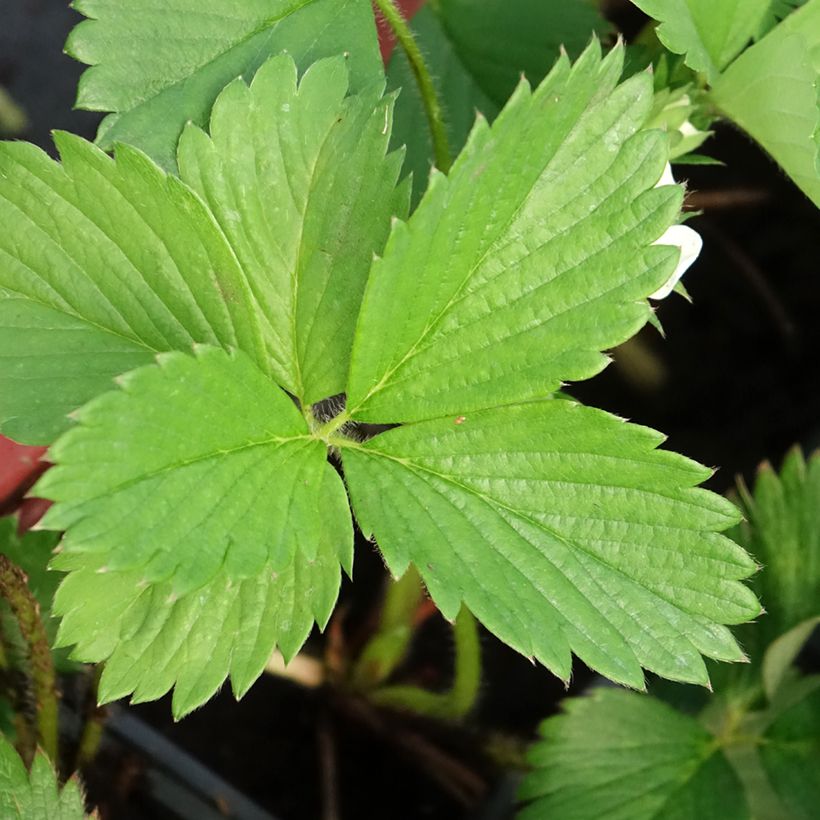 Erdbeere Gariguette (Laub)