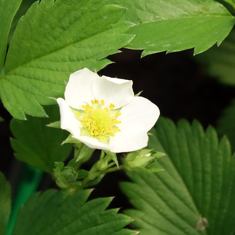 Erdbeere Gariguette (Blüte)