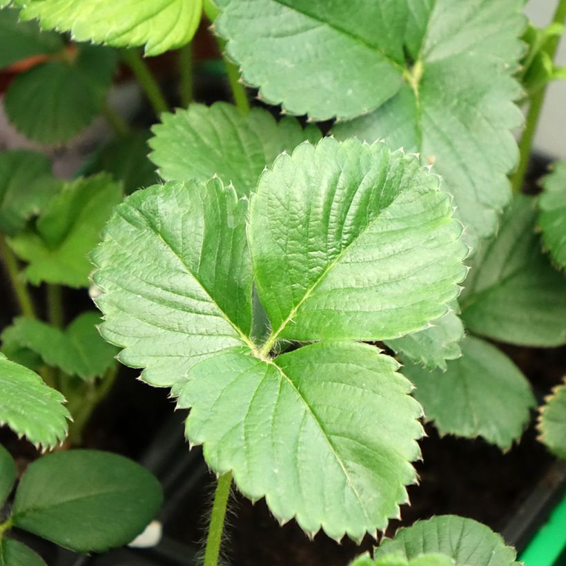 Erdbeere Gento (Foliage)