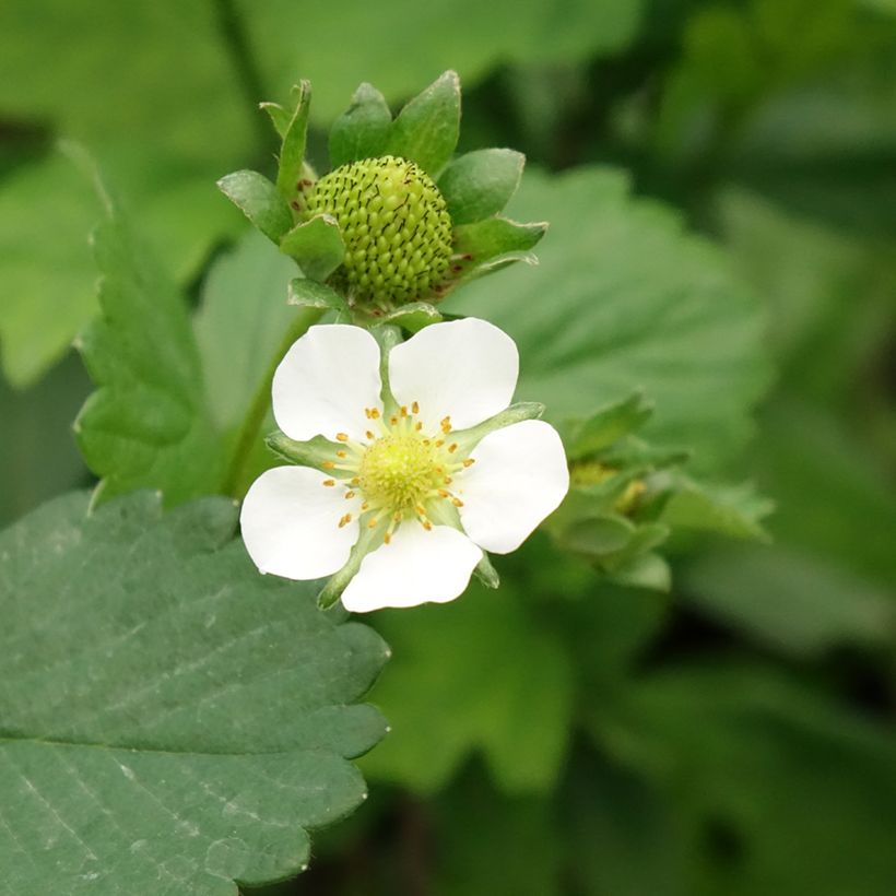 Erdbeere Gento (Flowering)