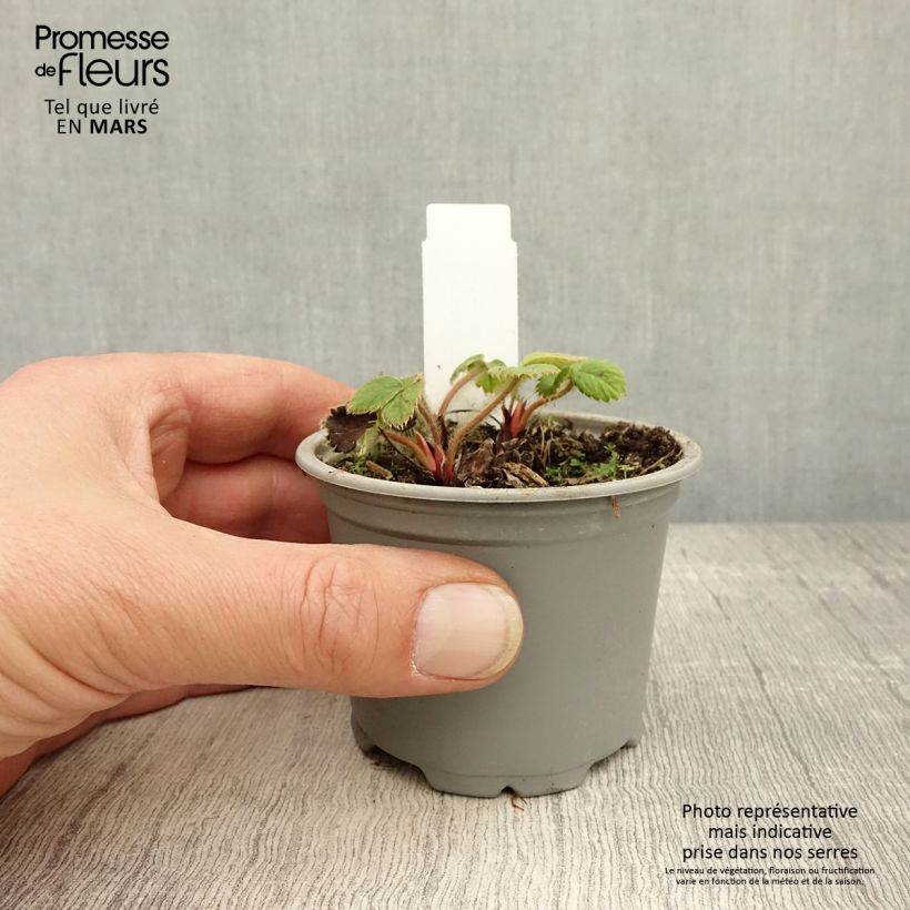 Example of Erdbeere Ostara Kleine Töpfe von 7/8 cm as you get in printemps