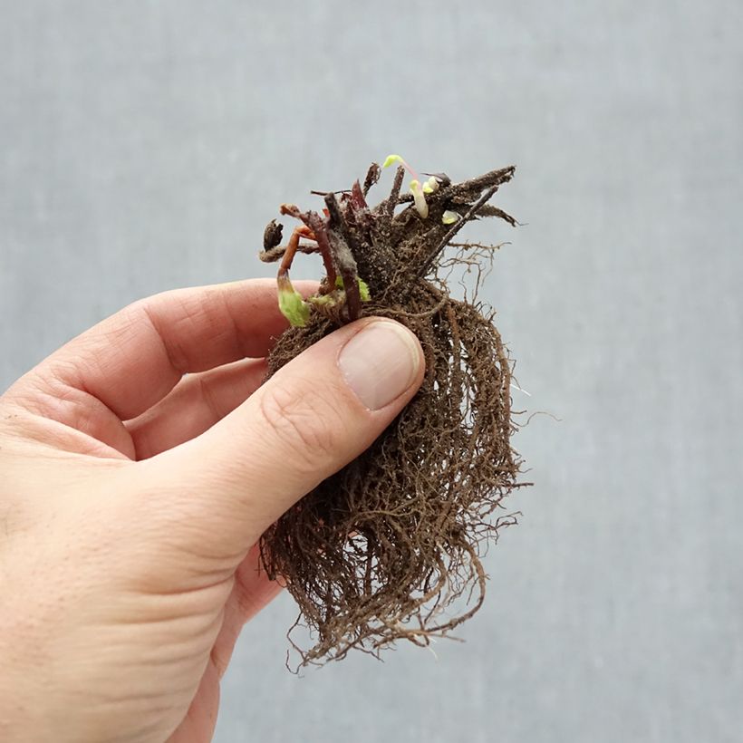 Example of Erdbeere Ostara Wurzelnackt as you get in hiver